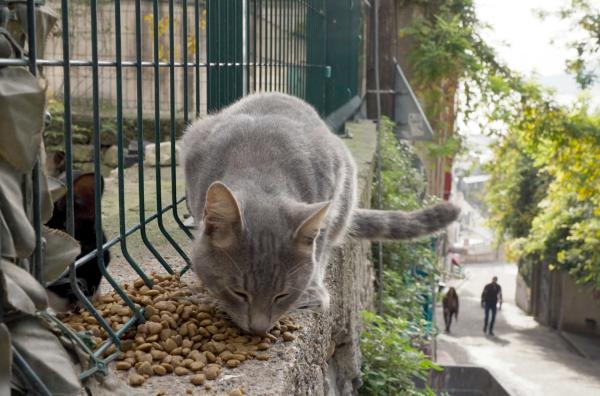 Bild 1 von 10: Die streunenden Katzen werden in Istanbul nicht nur geduldet, sondern auch von vielen Einwohnern gefüttert und umsorgt.