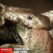 Fight Club der Tiere