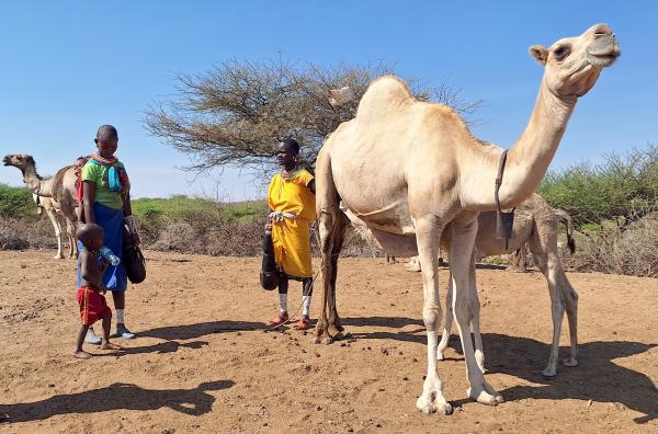 Bild 1 von 5: Für die Hirten in den Trockengebieten Kenias, wo Nahrung knapp ist, stellt die Milch der Dromedare ein wirksames Mittel gegen Mangelernährung dar.