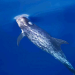 Pelagos