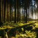 Unsere Wälder