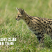 Fight Club der Tiere