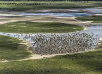 Okawango - Fluss der Träume