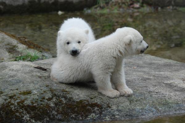 Bild 1 von 2: Eisbären.