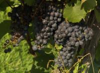 Horizont - Sommerglücksmomente