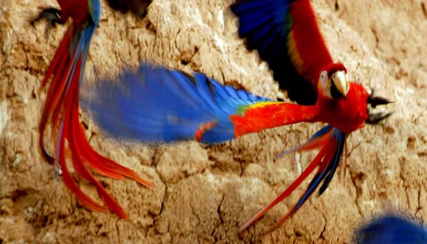 Bild 1 von 12: Den Hellroten Ara kennt man aus zoologischen Gärten. Im Regenwald legen die Tiere oft enorme Strecken zurück, um an lehmigen Steilufern lebenswichtige Mineralien aufzunehmen.