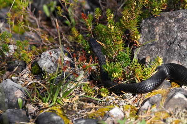 Bild 1 von 7: Im Bild: Kreuzotter.