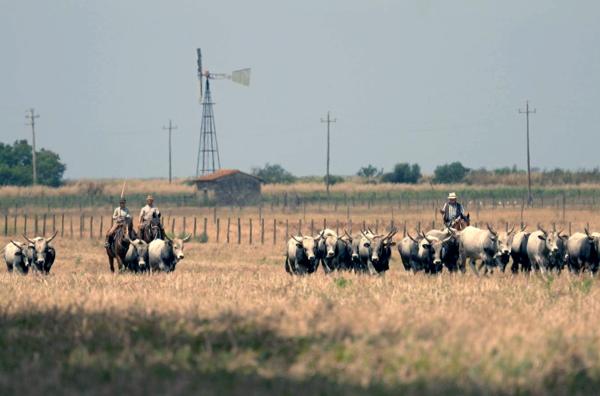 Bild 1 von 3: In der Toskana halten die ?Butteri?, berittene Hirten, seit Jahrhunderten das regionstypische wilde und angriffslustige Vieh auf dem Rücken ihrer Pferde in Zaum.