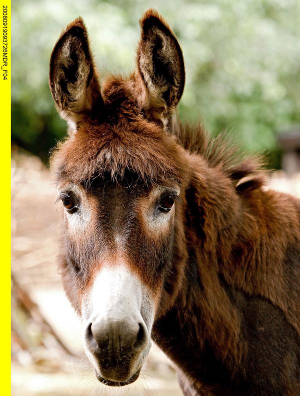 Bild 1 von 3: Die Urmutter der Zoo-Doku-Soaps \