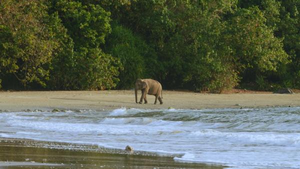 Bild 1 von 6: Elefant am Andamanensee.