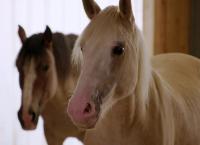 Entenfellners Tier-Welt