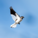 Von der Steppe in die Alpen - Vögel in Österreich