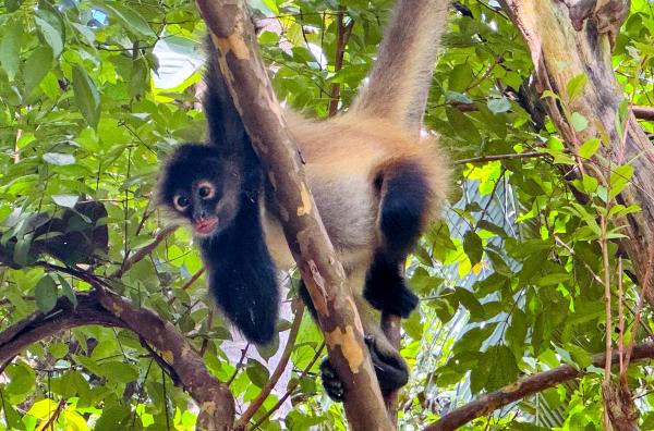 Bild 1 von 4: Im Dschungel in El Salvador ist er wieder heimisch geworden: der Klammeraffe.