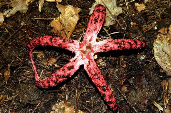 Bild 1 von 8: Im Bild: Tintenfischpilz - ungeniessbar.