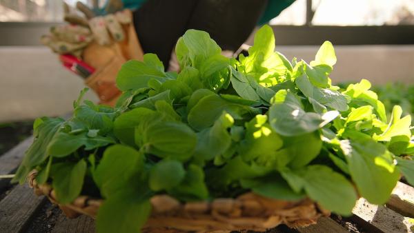 Bild 1 von 2: Leckeres Wintergemüse: Rucola.