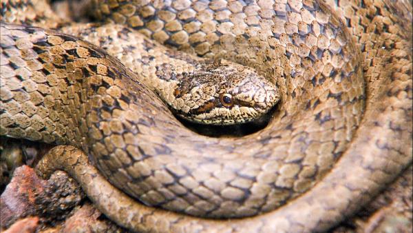 Bild 1 von 10: Im Bild: Die Schlingnatter (auch Glattnatter) wird aufgrund ihrer markanten Rückenzeichnung oft mit der Kreuzotter verwechselt. Sie ist allerdings eine völlig harmlose, ungiftige und recht zierliche Schlange, die ihre Beute (sehr oft Mäuse) durch Umschlingen erwürgt.