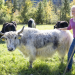 Land & lecker - Kulinarische Schätze aus Oberbayern