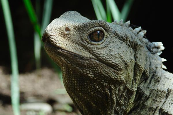 Bild 1 von 1: Seit Hunderten von Millionen Jahren hat die Brückenechse in Neuseeland überlebt, doch heute ist sie vom Aussterben bedroht.