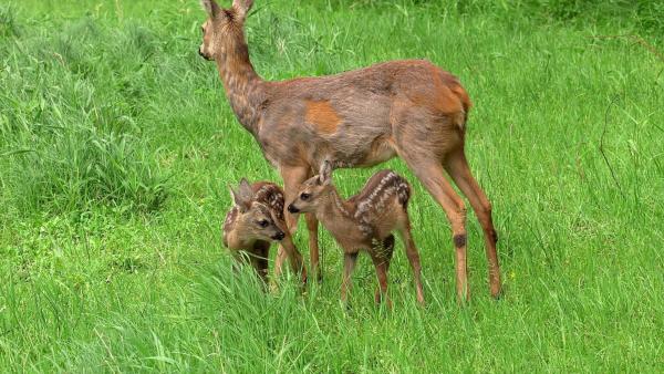 Bild 1 von 10: Im Bild: Rehmutter und Kitze.
