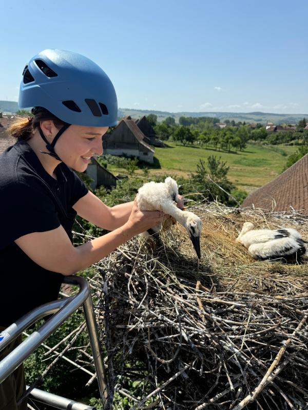 Bild 1 von 12: Faszinierende Begegnung: Die Wildtierärztin Hannah Emde hält zum ersten Mal ein Storchenküken in ihren Händen.