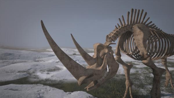 Bild 1 von 6: Die riesigen Hörner des Wollnashorns sind Abwehrwaffen gegen Raubtiere.