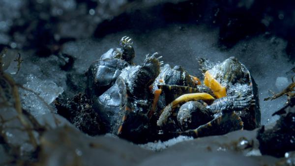 Bild 1 von 14: Im Bild: Unter den verschneiten Wäldern Nordamerikas und Kanadas verbergen sich in winzigen Nestern überraschende Tiere. Baby-Schildkröten! 60 Prozent des Tieres sind gefroren, einschließlich des Gehirns und des Herzens.