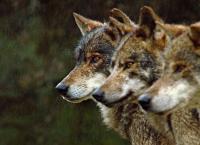 Portugal - Europas wilder Westen