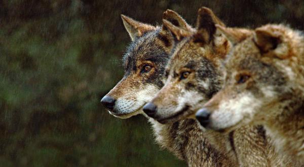Bild 1 von 4: Ein Rudel iberischer Wölfe ist in der unzugänglichen Bergwelt Nordportugals auf der Jagd.