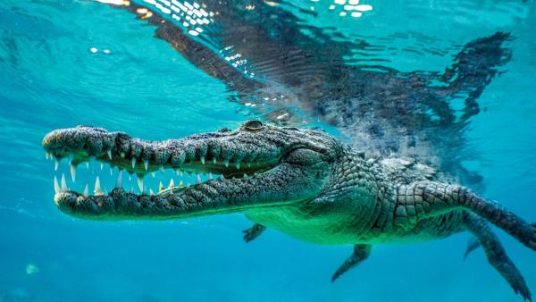 Bild 1 von 7: Krokodil.