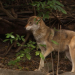 Der Wolf kommt zurück