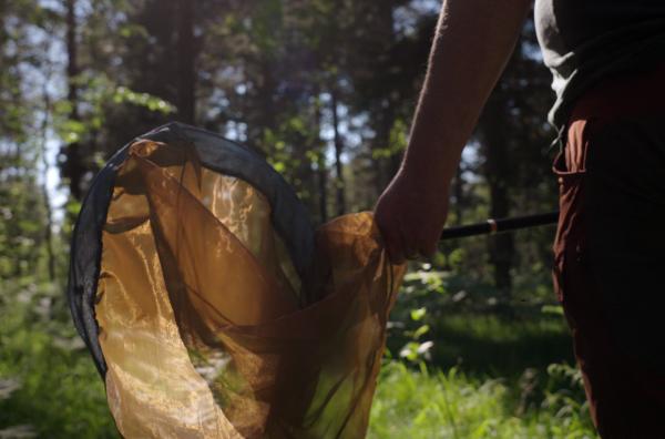 Bild 1 von 5: Karl Gotthard will das Waldbrettspiel im Unterholz eines Waldes fangen. Seine orangebraunen Muster sind unauffällig und lassen sich dabei leicht übersehen ...