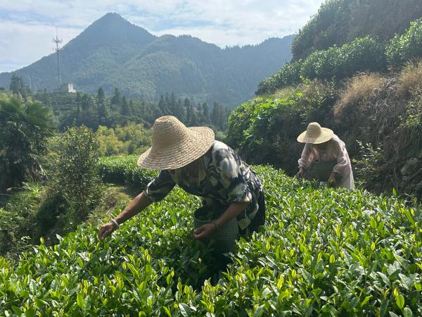 Bild 1 von 14: Die Einwohner im 20-Seelen-Dorf Xikeng pflanzen grünen Tee an.