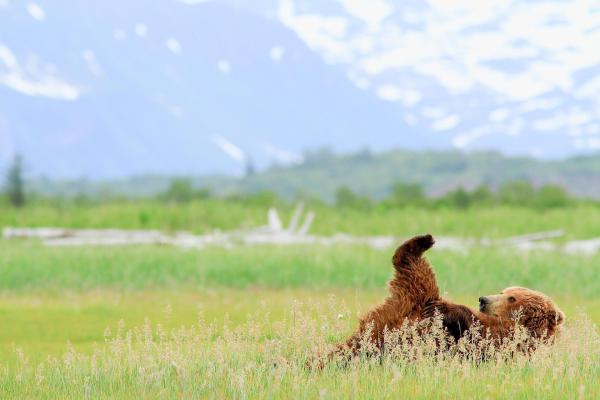 Bild 1 von 40: Im Bild: Grizzlybär im Nationalpark Katmai, Alaska.