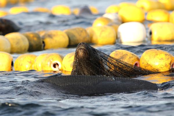 Bild 1 von 13: Eine Mähnenrobbe hat sich in einem Fischernetz verfangen und kämpft darum sich zu befreien. Im Pazifik, vor der Küste Südamerikas haben die Mähnenrobben zwar gelernt, wie man die Trawler der großen Fischfangflotten überfällt, aber das Risiko ist groß. Jedes Jahr sterben hunderte Robben, die sich in den Netzen verfangen.