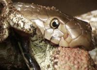 Fight Club der Tiere