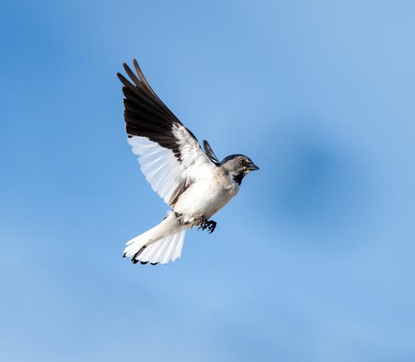 Bild 1 von 6: Schneesperling.