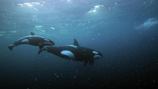Bild 1 von 12: Orcas: Eine Mutter und ihr Kalb haben lange eine sehr enge Bindung zueinander.