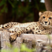 Das Waisenhaus für wilde Tiere - Abenteuer Afrika