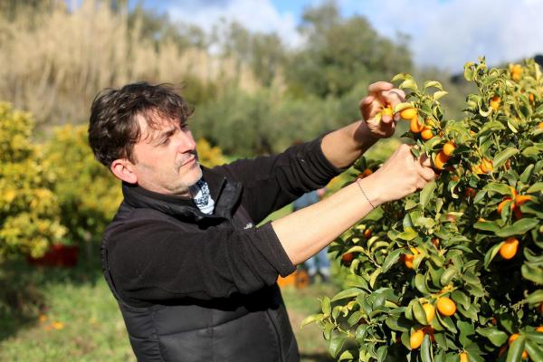 Bild 1 von 12: Im Bild: Nikos Guliumis bei der Kumquaternte.