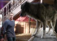 Wolf Town