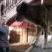 Wolf Town