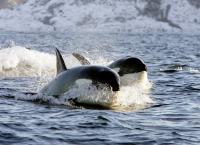 Achtung Orcas!