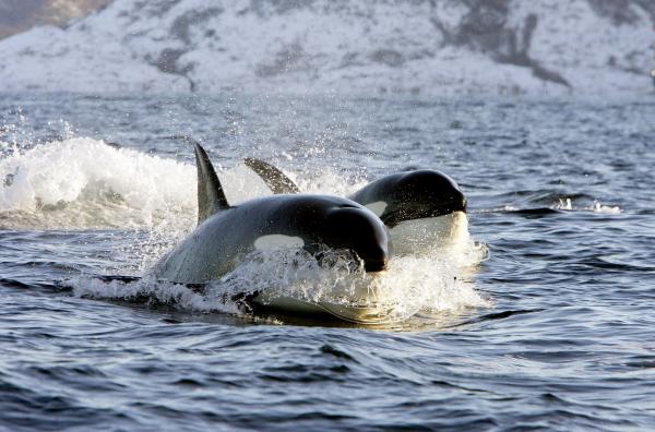 Bild 1 von 11: Zwei auftauchende Orcas: Die Meeressäuger sind hoch entwickelte Lebewesen und bewegen sich in engen sozialen Strukturen.