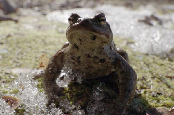 Bild 1 von 4: Im Frühjahr verlassen die ersten Amphibien in Estland ihren Winterunterschlupf.