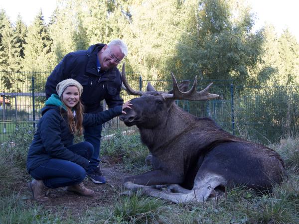 Bild 1 von 3: Norbert hat Gesellschaft bekommen: einen jungen Bullen und zwei Elchdamen. Anna ist Patentante und darf ihnen Namen geben.