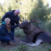 Anna und die wilden Tiere