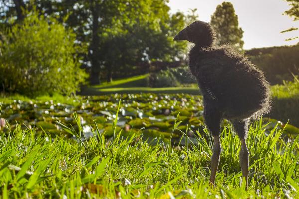 Bild 1 von 5: Die Küken des Purpurhuhns, auch Pukeko genannt, wirken merkwürdig unproportioniert. Purpurhühner brüten in dichter Vegetation am Ufer von Seen, Sümpfen und langsam fließenden Gewässern. Zur Nahrungssuche begeben sie auch auf angrenzende Flächen.