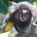 Welt der Tiere
