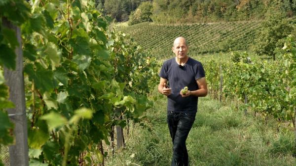 Bild 1 von 2: Wein im Jahresverlauf. Otto Knaus, Winzer aus der Südsteiermark.