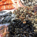 Die Gier nach Lachs
